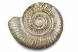 Polished Jurassic Ammonite (Perisphinctes) - Madagascar #378948-1